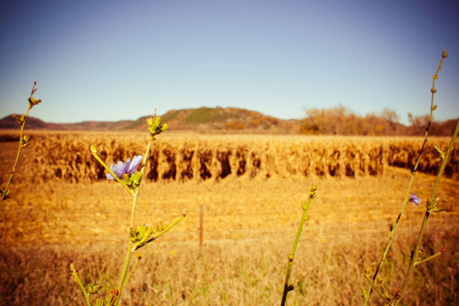 Ag Loans, Agriculture & Farm Loans New Albin Savings Bank Iowa New